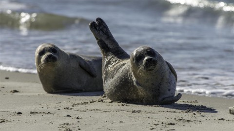Harbour seal, Grenen, Denmark