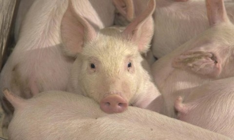 Pigs-652x391