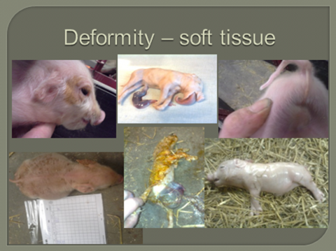 DeformSvin