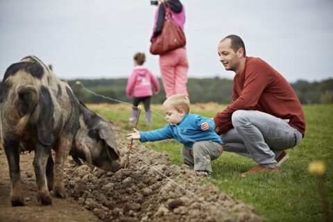 Økologisk_Høstmarked_Barritskov_Aarstiderne_2012 (99)