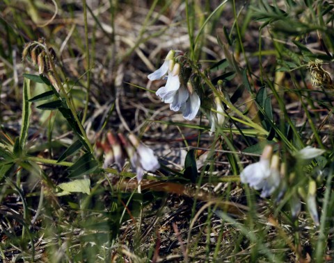 MortenDDLyngvikke