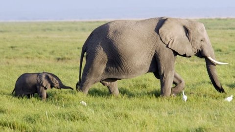 biodivTab_elefant
