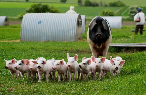Svin_helen browning organic pigs