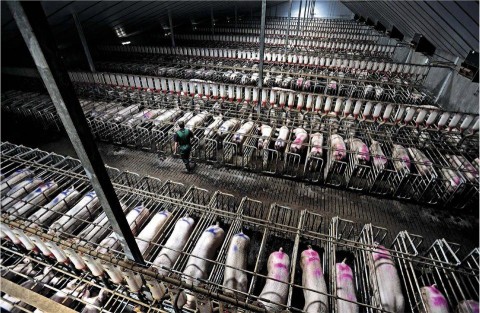 pigs-in-factory-farm