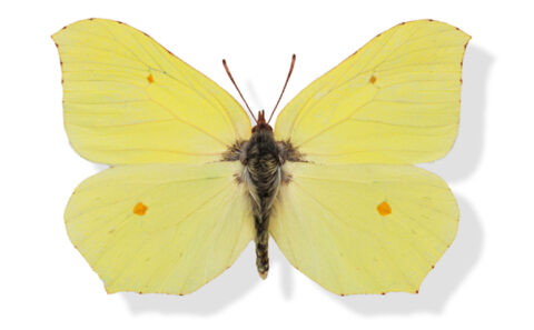Citronsommerfugl