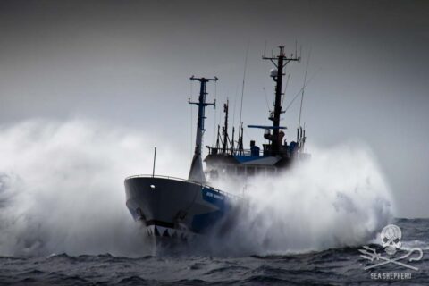 Seashepher_skib