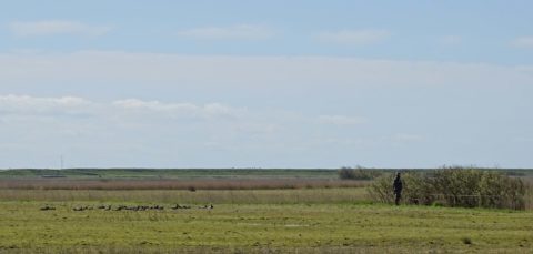 20160501_mandø_ole4