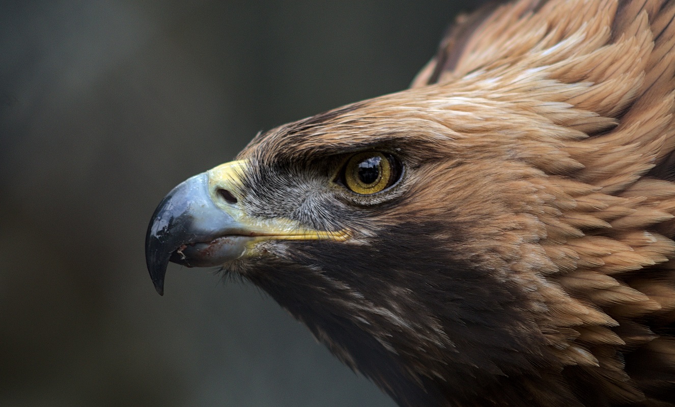 Kongeørn i nærkontakt med drone, der skulle tælle harer | Gylle.dk