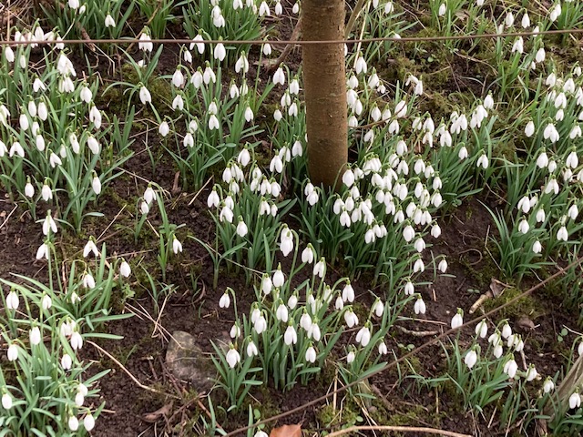 Vinterbotanik | Gylle.dk