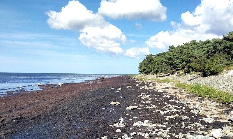 Årets ord – Fedtemøg | Gylle.dk