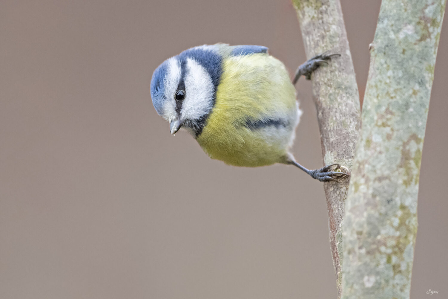 DOF Birdlife Siger Flere Mejser Er I Bekymrende Tilbagegang Gylle dk dof-birdlife-siger-flere-mejser-er-i-bekymrende-tilbagegang-gylle-dk